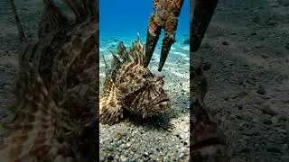 #spearfishing #oceanlife #aquaticlife #fishkeeping #fishcapture #naturelover #fishinglife #fishing