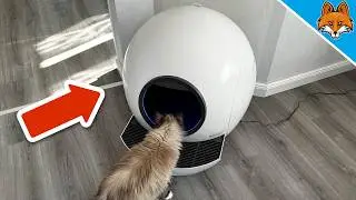 Ein MUSS f&uuml;r jeden Katzenbesitzer💥(AmiCura Katzenklo der Zukunft)🤯