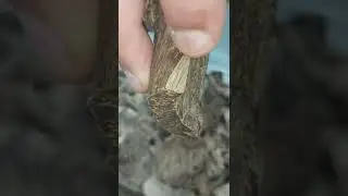 عود القصر بخور طبيعية وادهان نادرة( وقيتين موروكي الريحانة   )0505643095