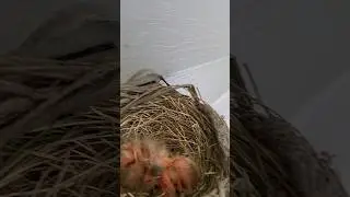 Our yearly Robins returned with more babies! #robin #birds #babybird #egg