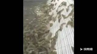 shrimp washing and grading system