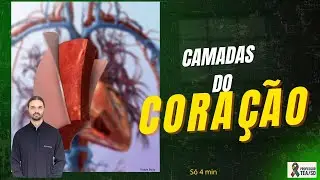 Cora&ccedil;&atilde;o - Camadas do Cora&ccedil;&atilde;o - Anatomia Humana