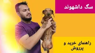 ❌نژاد شناسی #سگ : داشهوند (سگ سوسیسی) ❌