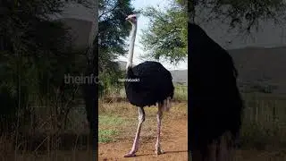 Ostrich The Biggest Bird In The World #shorts