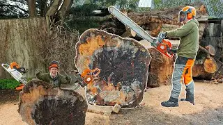 Logging a Giant Oak Butt with a Husqvarna 592xp & Stihl MS 661