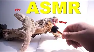 ASMR Reptile Edition !! My Bearded Dragons GONE CRAZY !!