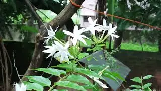 Forest Jasmine