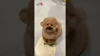 Той-Пудель 🤎 Умнейшая Кроха