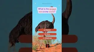 What is the largest bird in the world? #worldquiz #largest #birdquiz #testyourknowledge #funtrivia