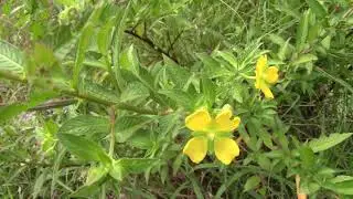 Ludwigia leptocarpa Anglestem primrose willow