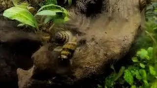 Rare video of Assassin Snail breeding