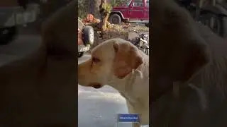 Labrador Love🫶🏻💞#labradogs#labrador#labradorretriever#dog#doglover#dogs#barking#kgfchapter2#kgf