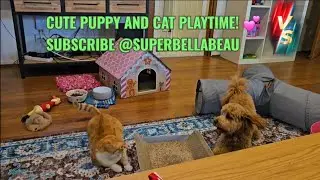 Fun Playtime for Cute Pets! 😻🐶💓 #puppy #cat #cavoodle #gingercats 