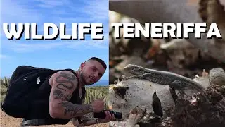 Zwischen Lava, Meer und Leben - Teneriffas wilde Tiere entdecken 🦎