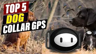 Top 5 Dog GPS Trackers: Reviews & Comparisons