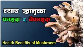 च्याउ (MUSHROOM) खानुका फाइदा र बेफाइदा | Health benefit of mushroom in Nepali | Chyau khanuka faida