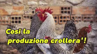 I 3 ERRORI ESTIVI pi&ugrave; COMUNI! [ ALLEVARE GALLINE ]