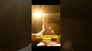Why do we have a thumb