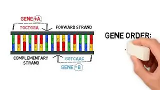 What are Gene Orientations and Gene Orders?