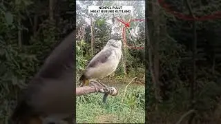 Mikat Burung Kutilang #kutilangmania
