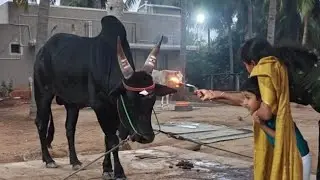 2026 Mattu Pongal Special Full Episode - 157