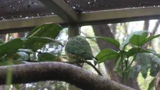Rose Crowned Fruit Dove (Ptilinopus regina)