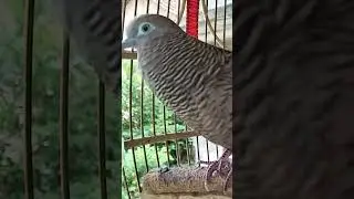 Local turtle doves have a crystal clear topcer sound for bait that responds immediately #shorts