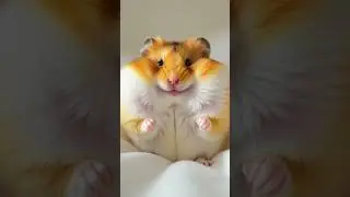 Cute Bunny Funny Faces 🐰😂 Adorable #shorts #funnyvideo #funnyfaces #youtubeshorts #comedy #ytshorts