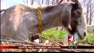 Firefighting goats of Texas