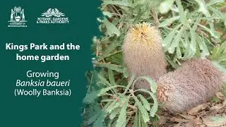 Королевский парк в вашем саду: Banksia baueri
