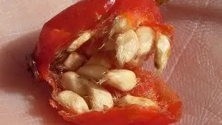 Growing Roses From Seed (Part 2)