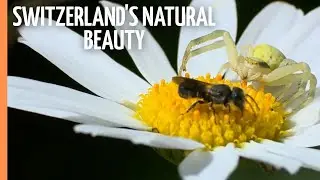 Explore Switzerland's Natural Beauty | Full Documentary
