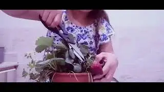Part2 strawberry harvest and how to make home made healthy fresh strawberry milk.Day 40 stay at home
