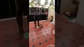 How to train your dog to wait in tamil.