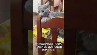 Cuando te ponen a sufrir 😹🤣 #viralvideo #cat #gatos #funny