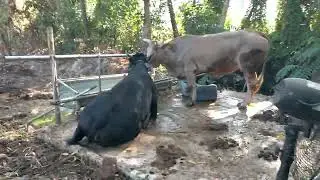 bò cái to khỏe chắc gì tốt 