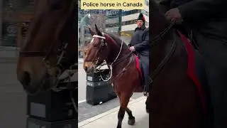 Police horse in canada#amazing #canada #horse #police #travel #shorts #animals #funny #culture