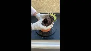 Repot a Haworthia Attenuata and Aloe Juvenna Tiger Tooth #Shorts
