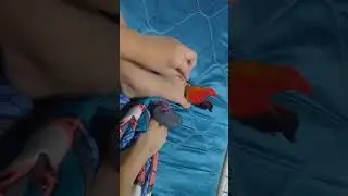 finger puppet says Jackie poo