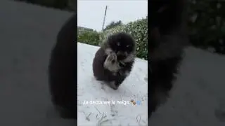 Ma premi&egrave;re fois dans la neige&hellip; et j&rsquo;ai ador&eacute; ❄️🐾 #spitz #pomeranian #neige #chiot