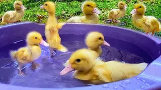 My Cat Helps to Bath Ducks 🐤 💛