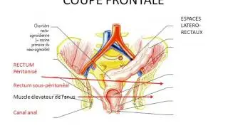rectum et canal anal partie 1