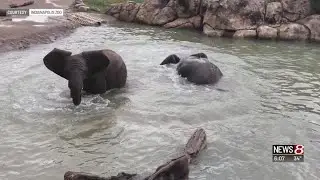 Second elephant dies at Indianapolis Zoo; both test positive for deadly herpes virus