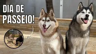 UM PASSEIO COM GUDAN E BLANT! | PASSEIO COM HUSKIES