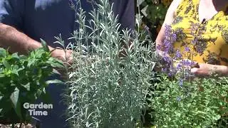 Garden Thyme - Garden Dayz
