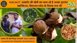 Walnut Farming | Earning Good Profits by Cultivating Walnuts - Tilak Raj of Khajjiar, HP | MFH