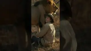 🦁🦁🦁 brave lion short video #lioncore #brave #trend #ytshorts #viral #shorts #wildlife #christmas