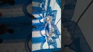 Vijay tent house Sanga