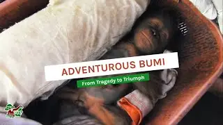 ADVENTUROUS BUMI