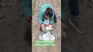 Amazing rabbit#khargosh #cuteanimal #trending #shortsfeed